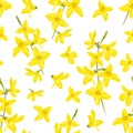 Forsythia seamless border. Vector illustration of floral pattern on white background Royalty Free Stock Photo