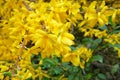 Forsythia europaea is blooming in spring in garden, close up. Yellow gentle flowers is growing in park. Landscaping and decoration Royalty Free Stock Photo