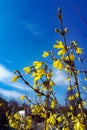 Forsythia is European, spring-flowering garden shrub. Yellow flowers close-up on a background of blue sky, vertical photo