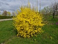 Forsythia with extraordinary yellow beautiful flowers pleases people on warm spring days