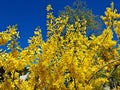 Forsythia with extraordinary yellow beautiful flowers pleases people on warm spring days