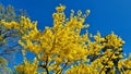 Forsythia with extraordinary yellow beautiful flowers pleases people on warm spring days