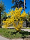 Forsythia with extraordinary yellow beautiful flowers pleases people on warm spring days