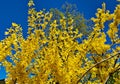 Forsythia with extraordinary yellow beautiful flowers pleases people on warm spring days