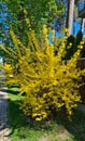 Forsythia with extraordinary yellow beautiful flowers pleases people on warm spring days