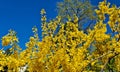 Forsythia with extraordinary yellow beautiful flowers pleases people on warm spring days