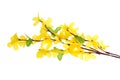 Forsythia Flowers