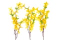 Forsythia Flowers