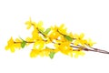 Forsythia flowers