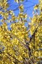 Forsythia flowers