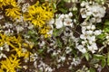 Forsythia flowers and apple tree blossoms on wooden background as still life Royalty Free Stock Photo