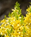 Forsythia flowers. Blooming Forsythia bush with golden flowers in spring.