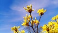 Forsythia flowers blossomed in May - photo of buds under blue sky.