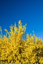 Forsythia flowers and blue sky in spring Royalty Free Stock Photo