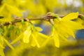 Forsythia flowers