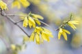 Forsythia flowers in front of blue color. Golden Bell Royalty Free Stock Photo