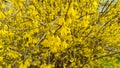 Forsythia flowers in front of with green grass and blue sky. Golden Bell, Border Forsythia Royalty Free Stock Photo