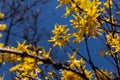 Forsythia flowers in front of with green grass and blue sky. Golden Bell, Border Forsythia Royalty Free Stock Photo