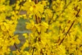 Forsythia flowers in front of with green grass and blue sky. Golden Bell, Border Forsythia Royalty Free Stock Photo