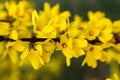 Forsythia flowers in front of with green grass and blue sky. Golden Bell, Border Forsythia Royalty Free Stock Photo