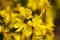 Forsythia flowers in front of with green grass and blue sky. Golden Bell, Border Forsythia Royalty Free Stock Photo