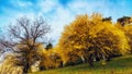 Forsythia flowers in front of with green grass and blue sky. Royalty Free Stock Photo