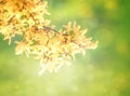 Forsythia flowers in front of with green grass and blue sky. Royalty Free Stock Photo