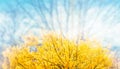 Forsythia flowers in front of with green grass and blue sky. Royalty Free Stock Photo
