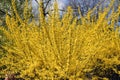 Forsythia flowers in front of with green grass and blue sky. Royalty Free Stock Photo