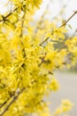 Forsythia flowers Golden Bell, Border Forsythia Forsythia x intermedia, europaea blooming in spring garden bush, sun backlight. Royalty Free Stock Photo