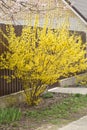 Forsythia flowers Golden Bell, Border Forsythia Forsythia x intermedia, europaea blooming in spring garden bush, sun backlight. Royalty Free Stock Photo