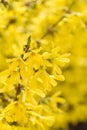 Forsythia flowers Golden Bell, Border Forsythia Forsythia x intermedia, europaea blooming in spring garden bush, sun backlight. Royalty Free Stock Photo