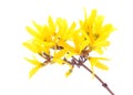 Forsythia flowers isolated on white