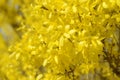 Forsythia flowers. Spring blurred background. Yellow forsythia bloom