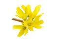 Forsythia is a genus of flowering plants in the olive family Oleaceae. Common names, along with Easter tree. Isolated Royalty Free Stock Photo