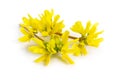 Forsythia is a genus of flowering plants in the olive family Oleaceae. Common names, along with Easter tree. Isolated Royalty Free Stock Photo