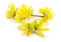 Forsythia is a genus of flowering plants in the olive family Oleaceae. Common names, along with Easter tree. Isolated Royalty Free Stock Photo