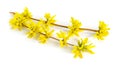 Forsythia is a genus of flowering plants in the olive family Oleaceae. Common names, along with Easter tree. Isolated Royalty Free Stock Photo