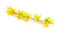 Forsythia is a genus of flowering plants in the olive family Oleaceae. Common names, along with Easter tree. Isolated Royalty Free Stock Photo