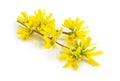 Forsythia is a genus of flowering plants in the olive family Oleaceae. Common names, along with Easter tree. Isolated Royalty Free Stock Photo