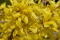 Forsythia intermedia Border Forsythia yellow flowers closeup horizontal