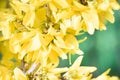 Forsythia intermedia flowers