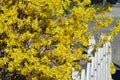 Forsythia intermedia Lynwood Forsythia bush with white picket fence horizontal