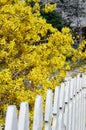 Forsythia intermedia Lynwood Forsythia bush with white picket fence vertical