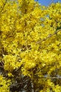 Forsythia intermedia Lynwood hedge yellow blossoms closeup vertical