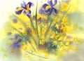 Forsythia and Iris flowers watercolor background