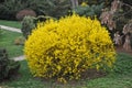 Forsythia