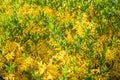 Forsythia low shrub having bright yellow flowers in spring