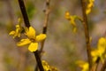 Forsythia Lynwood Flowers