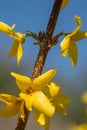 Forsythia Lynwood Flowers